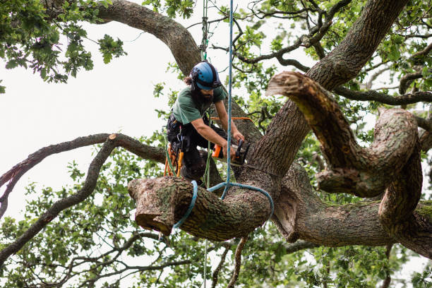 Best Tree Preservation Services  in Oceano, CA