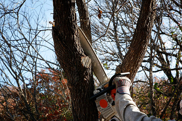 Best Arborist Consultation Services  in Oceano, CA