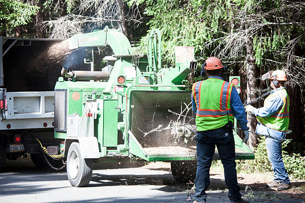 Best Root Management and Removal  in Oceano, CA