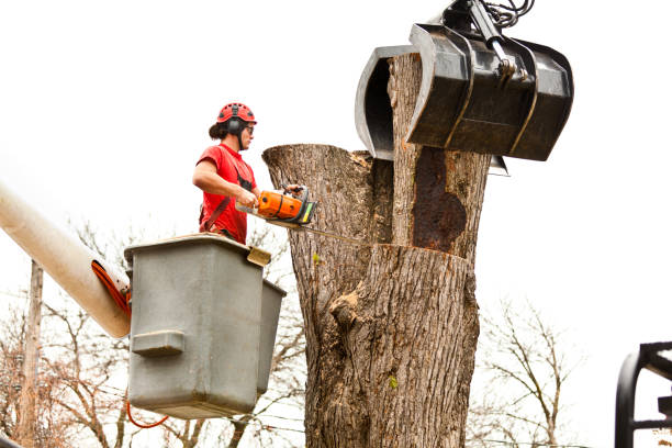 Best Tree Maintenance Programs  in Oceano, CA